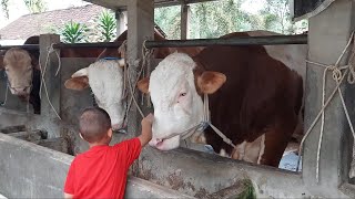 Memberi Makan Sapi Lucu