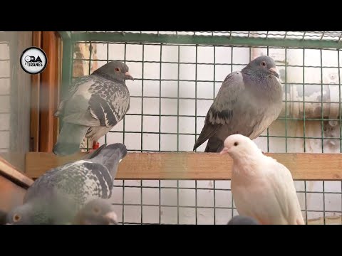 Video: Ku flenë pëllumbat në shtëpi?