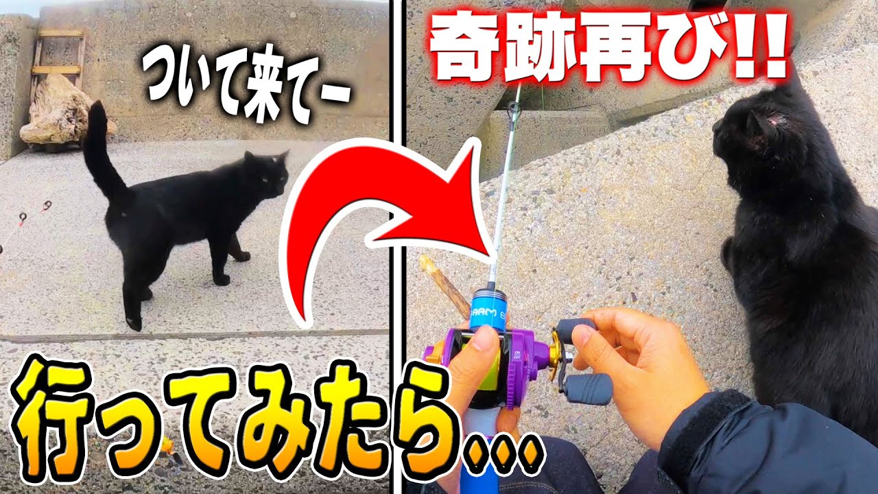 釣り】「ついて来て」と言う猫ちゃんに『もう一度』会いに行ったらヤバ