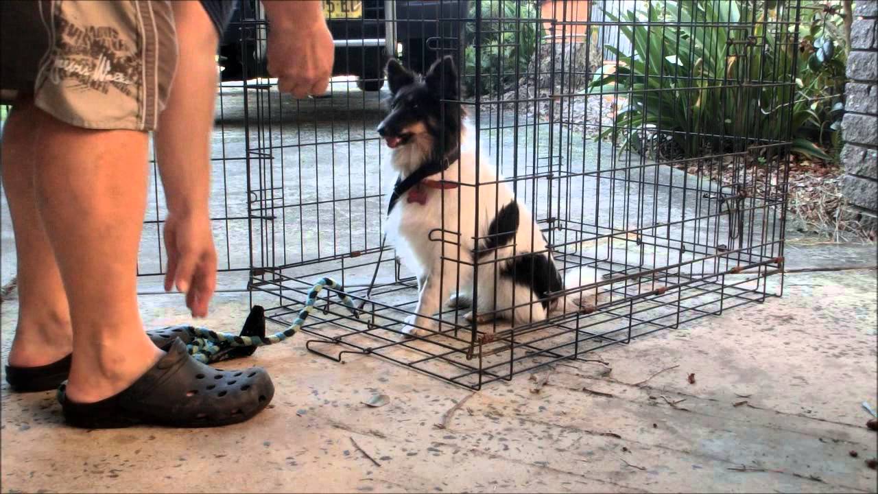 Gemma's Crate & Nose Touch Training