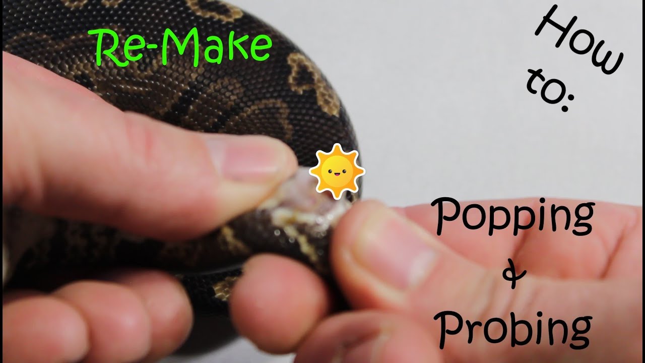 Re-Make!!! Let's learn to Pop and Probe your snakes.. - YouTube