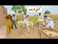 KHOTI KA DOODH/NEW PANJABI CULTURE DRAMA/AHMAD SHER OFFICIAL TEAM/NEW 2025