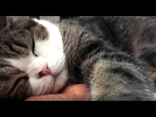 朝まる。-Maru in the morning.-