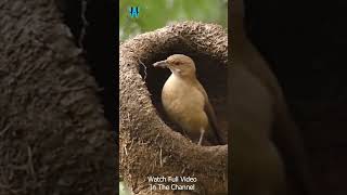 Rufous Hornero || The Engineer Birds || Birds Building Their Nest #short 3