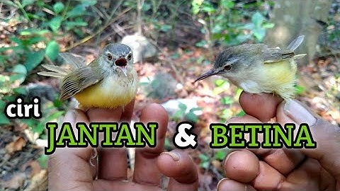 CIRI CIRI CIBLEK TEBU/CIBLEK MEONG JANTAN DAN BETINA