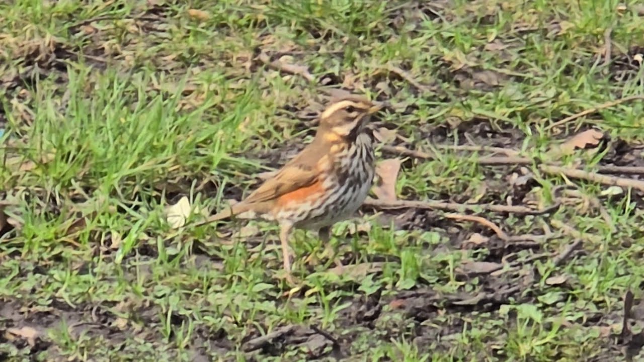 Белобровик