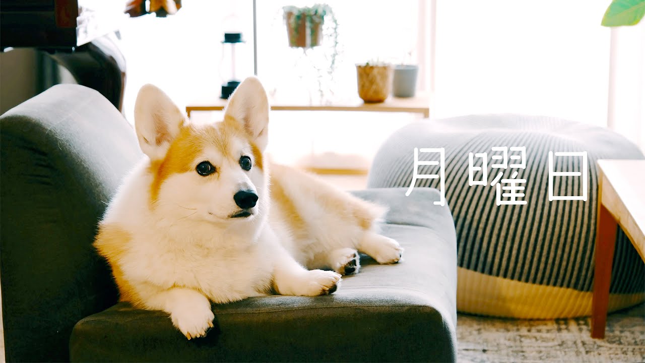 【犬との暮らし】春の初めの月曜日／おかあさんの仕事を見守るお仕事