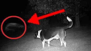 Top 5 Dogs That Saw Ghost Their Owners Couldn't See
