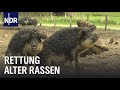 Tierpark Arche Warder: Die Rettung der Nutztiere | Die Nordreportage | NDR Doku