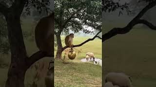 Natures Farce The Monkeys Gong Ault