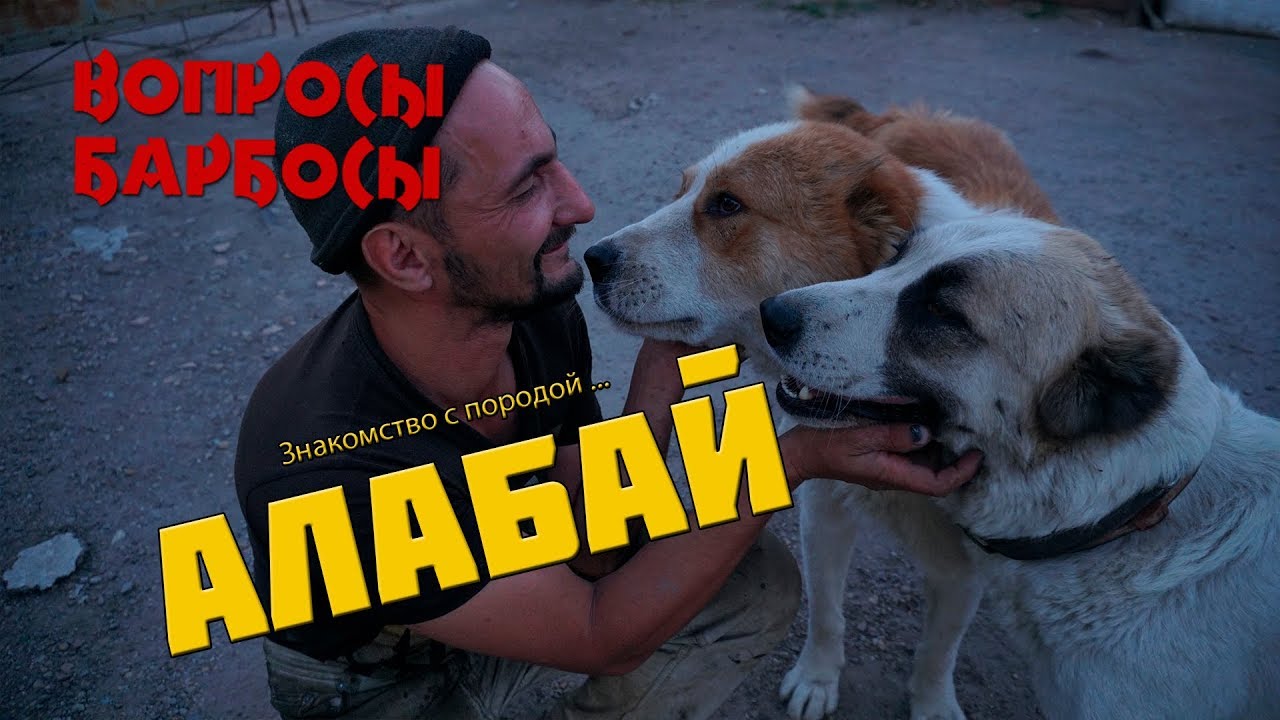 Плюсы и минусы породы Алабай YouTube
