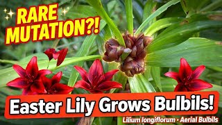 Easter Lily Sport Mutation (Lilium longiflorum)
