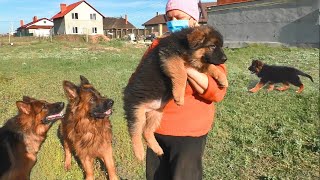 Long-haired German Shepherd puppies for sale! 2.5 months. Odessa