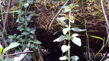 Insect camera trap motion detection