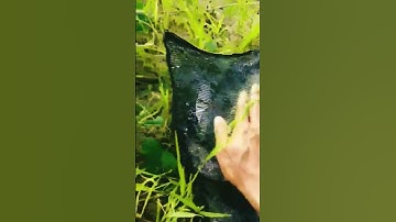 Mancing Liar Di Merauke Papua #shorts #viral #mancingmania #mancingliar #papua #merauke