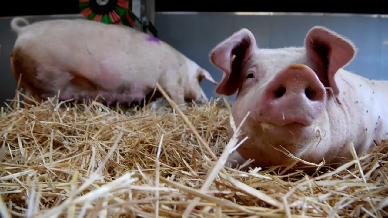Was macht ein Schwein glücklich? - YouTube