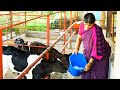 दूध व्यवसाय कसा फायदेशीर करावा ? | माहिती व संपूर्ण मार्गदर्शन | arvind patil dairy farm kolhapur