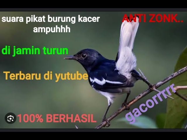 Suara PIKAT burung kacer memanggil lawan langsung ON ngobra buka ekor mp3 class=