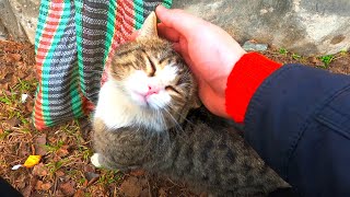 Very hungry Cat meows loudly and asks me for food on the street by My Little Friend 267 views 3 years ago 5 minutes, 1 second