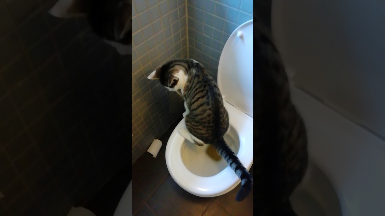 Katze Geht Alle Paar Minuten Aufs Klo www.youtube.com