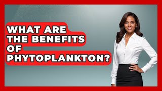 What Are The Benefits Of Phytoplankton? - The Marine Life Explorer What Are The Benefits Of Phytoplankton? - The Marine Life Explorer