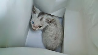 The malnourished, frightened kitten hastily sought refuge in a store and was eventually rescued by Animal Care Haven 41,716 views 4 months ago 8 minutes, 3 seconds