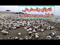 القواقع تكسو شواطئ بورسعيد | بورسعيد اليوم