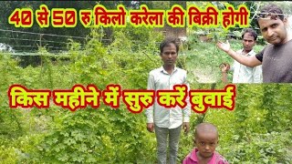 40 se 50 रु kilo karela bikega|करेला की खेती kis mahine |Bitter gourd cultivation |Rajkumar Patel ?