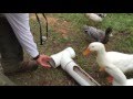 DIY - Build A Better Backyard Duck Feeder
