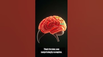 Bird Brains: Smarter Than You Think! 🤯