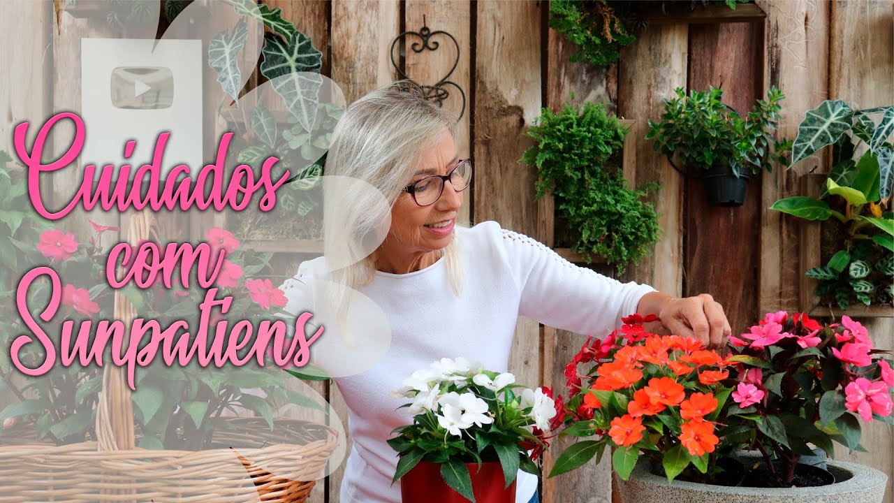 Como cuidar do Sunpatiens | Flávia Kremer