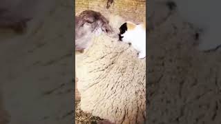 Kotyara Sleeps On A Sheep - Cute Baby Animals - Funny Animal - Amazing Funny Animals 