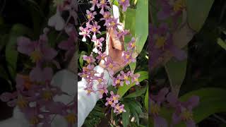 #shorts Oncidium sotoanum in bloom!  #orchid #orchids #oncidium #coolclimateorchids