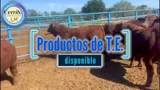 El Cerrito Beefmaster - Becerras y Productos de T.E. Beefmaster