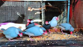 Java Sparrows Group Morning Feast & Aviary Social Time! 🌾✨