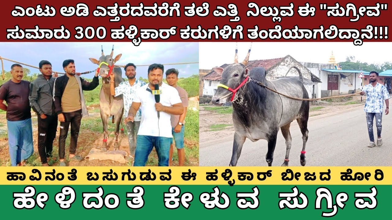 8 ಅಡಿ ಎತ್ತರದ ಈ ಸುಗ್ರೀವ ಮಾಲೀಕರು ಹೇಳಿದನ್ನೆಲ್ಲಾ ಕೇಳುತ್ತಾನೆ ಮೂನ್ನೂರು ಹಳ್ಳಿಕಾರ್ ಕರುಗಳಿಗೆ ತಂದೆಯಾಗಲಿದ್ದಾನೆ