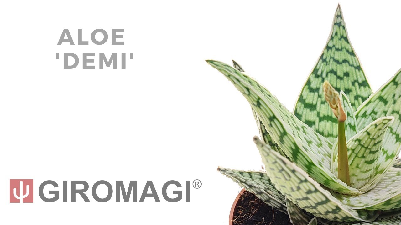 aloe vera gel nicht auswaschen Aloe Vera Gel main image 0
