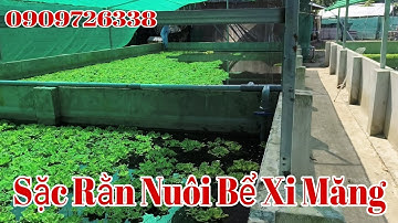 Sặc Rằn Giống - 0909726338 || Thả Giống Sặc Rằn Mẫu 150/200 Ngày 8/12/2024 ( Al )