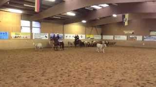 Tornado Bandito, Team Cattle Penning 25.10.2014 Big Dd Ranch
