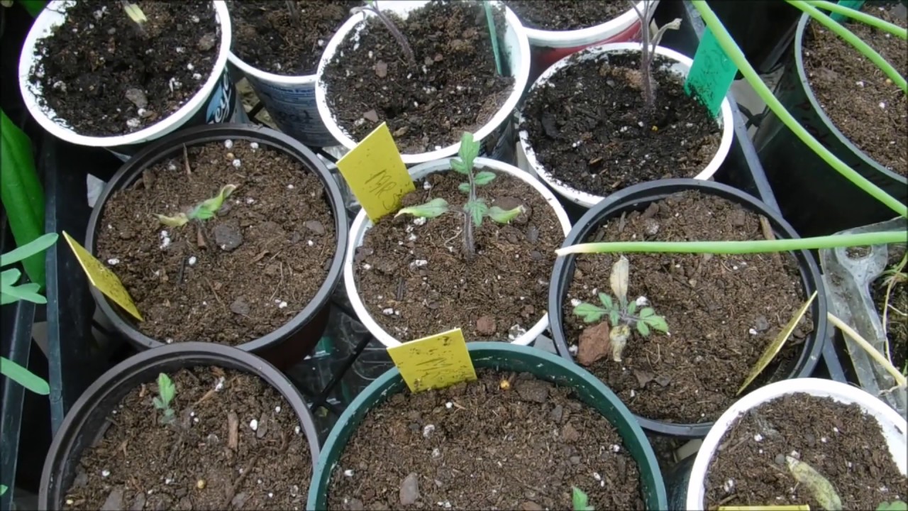 transplanting tomato seedlings