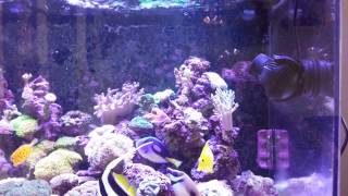 A new Jebo WP25 wave maker in action