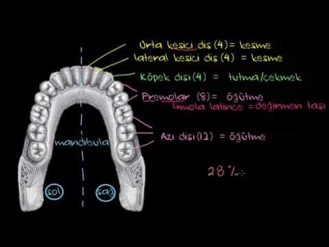 Diş (Sindirim Sistemi) (Sağlık Bilgisi ve Tıp)