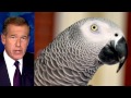 Parrot Missing for Four Years Shows Up Speaking Spanish