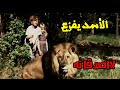 شيلات افلام  الدب يهجم  عليهم في الغابه   وصلت الفزعه  من الأسد  سمعها