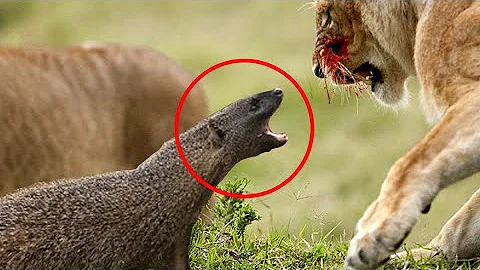 10 Most Fearless Animals In The World