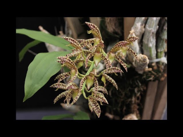 Consejos para el cultivo exitoso de catasetum, mormodes & cycnoches -  thptnganamst.edu.vn