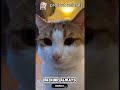 #foryoupage #kindness #viral #catlove #respect