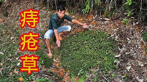 農村老中醫常說不起眼的「痔瘡草」，外地人不都了解，趕緊認識下#痔瘡草#植物 【農鄉村小陳】 - 天天要聞