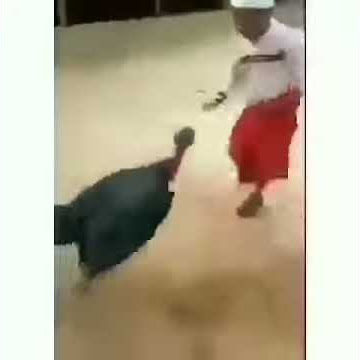 Story' wa anak vs ayam