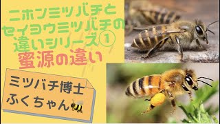 はちみつ　日本蜜蜂の蜂蜜　巣箱の違うハチミツ はちみつ 日本蜜蜂の蜂蜜 奥山のハチミツ 巣箱の違う蜂蜜